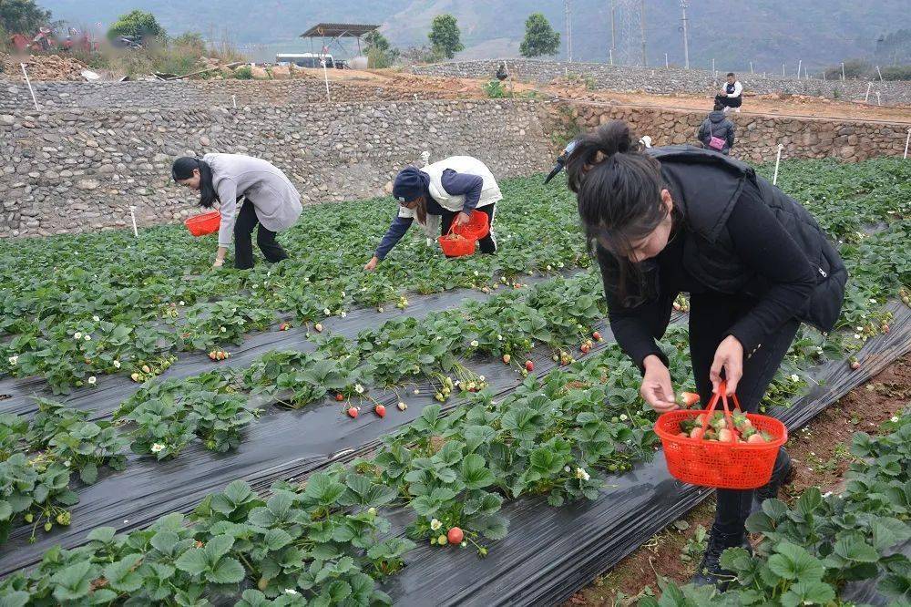 德昌草莓基地图片