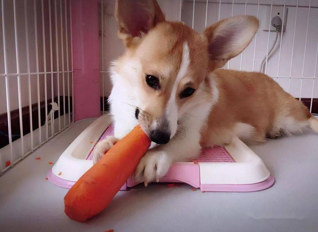 柯基犬的这些身体语言是在说爱你