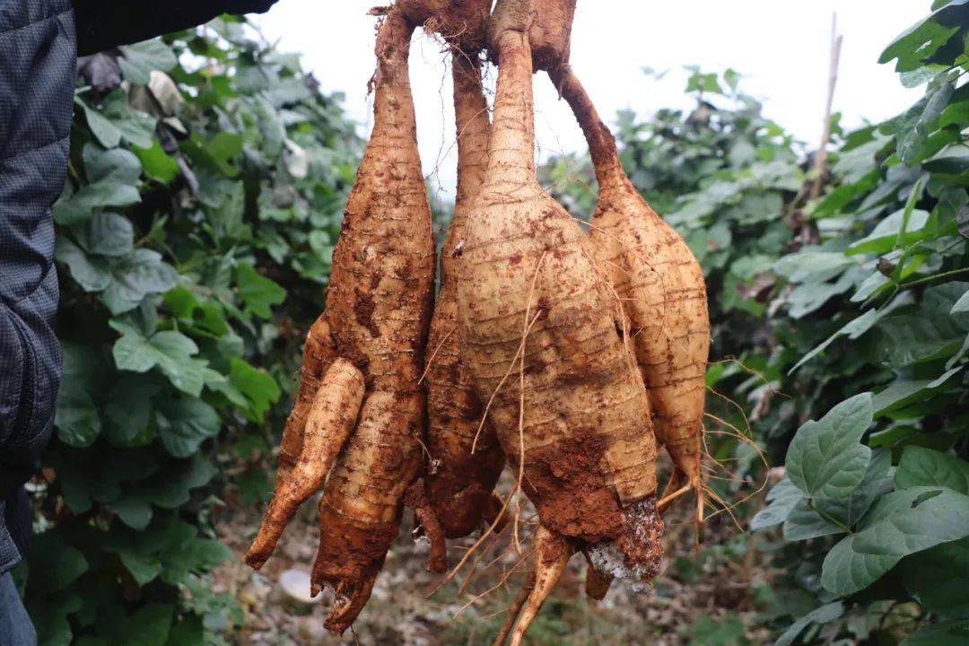 e农行动种葛根助扶贫桂阳这位85后新农人成为生态产业追梦人