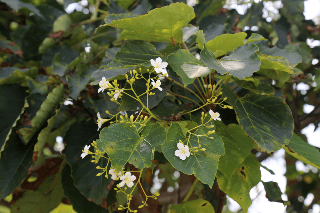恩平常见的这种植物全身都是宝,恩平街坊们,你们怎么叫它呢?