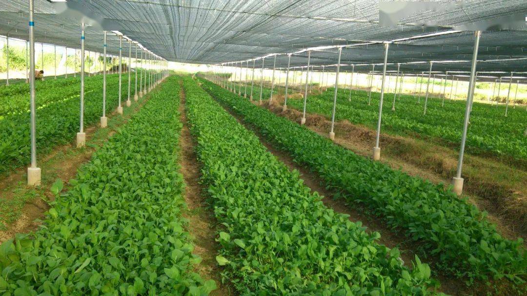40个种植骗局 致富经一亩地赚60万