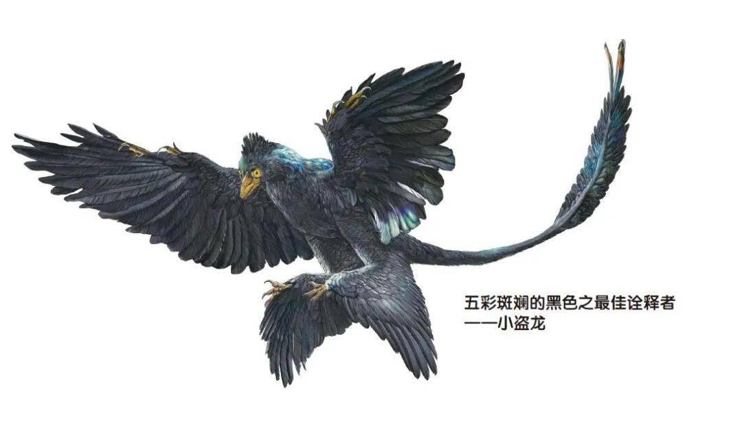 小盗龙是多彩结构色的另一个代表.