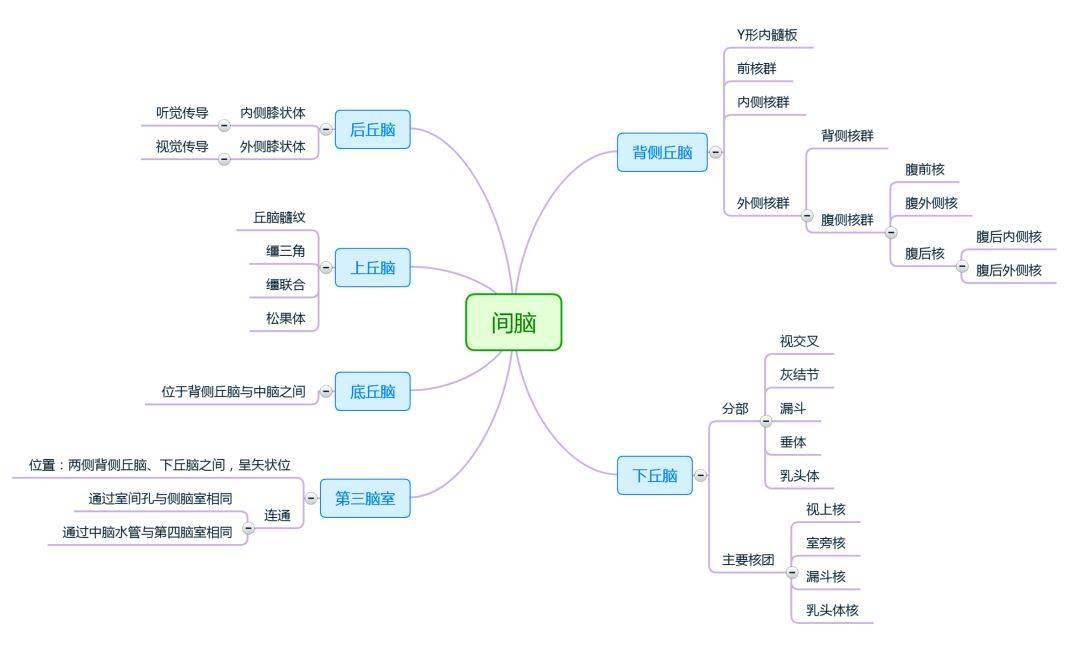 眼的解剖思维导图图片