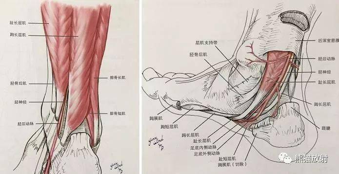 股动脉,内收肌,内收肌裂孔,膝降动脉,膝上内侧动脉,腘动脉,膝下内侧