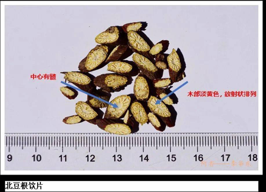 北豆根和山豆根的区别图片