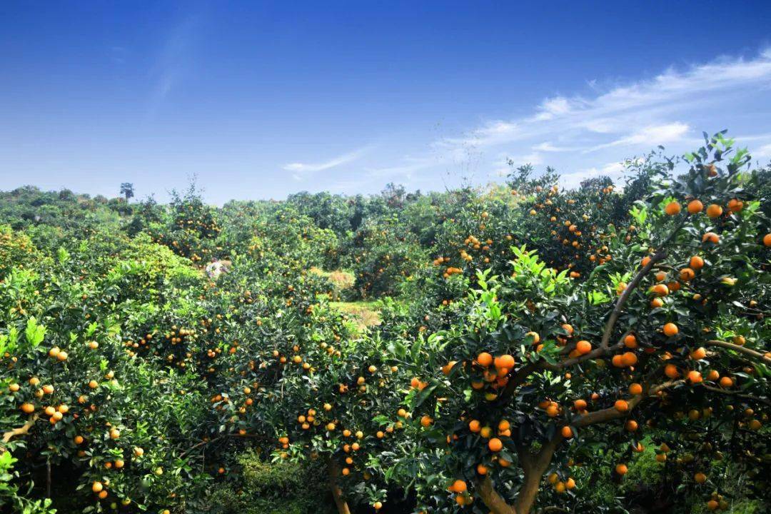 中国冰糖橙之乡图片