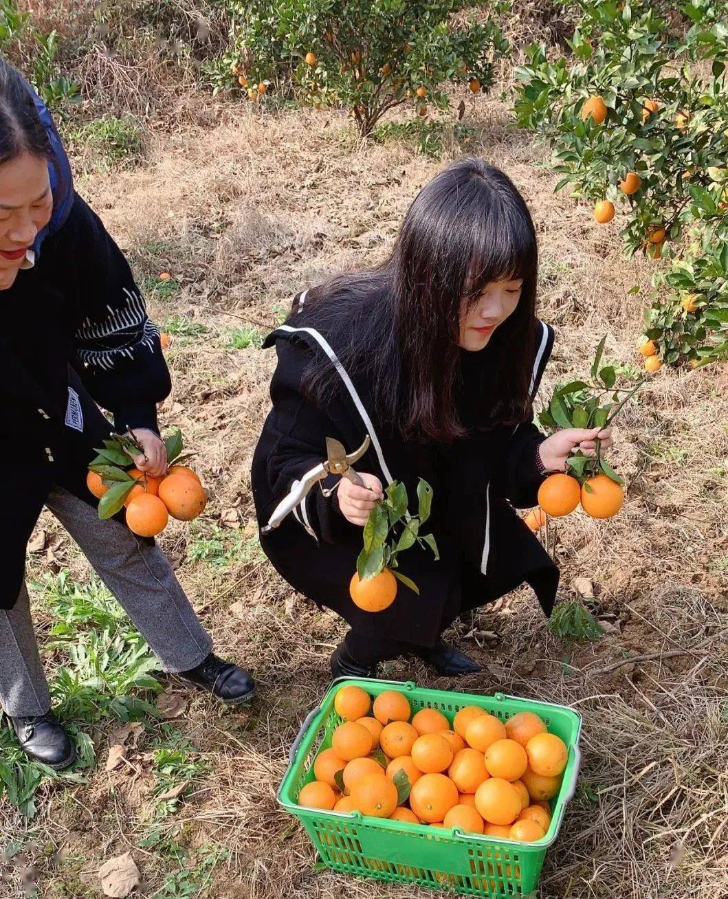 橙熟啦彭泽这个橙子采摘地摘一个吃一个甜过初恋