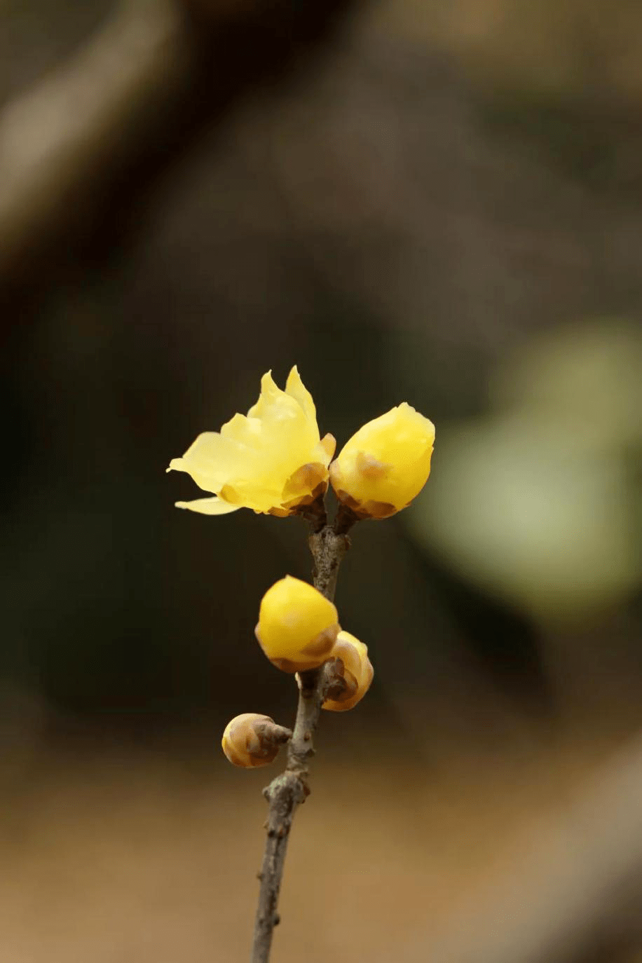 城管文化缥缈千年的袅袅冷香