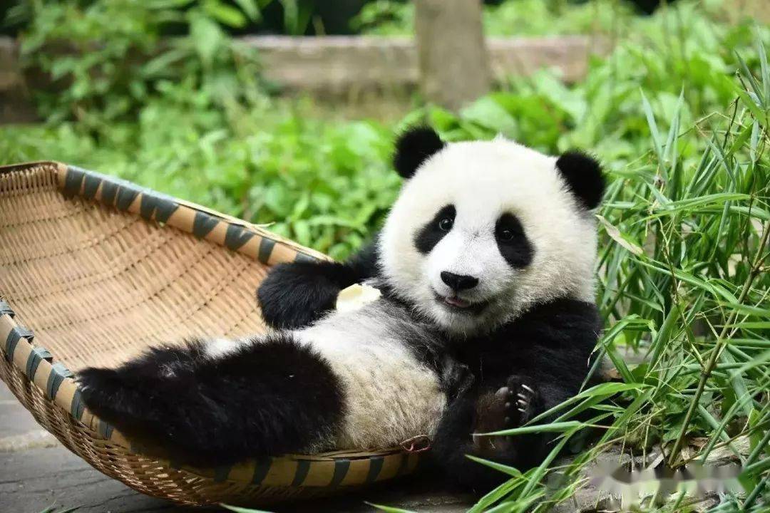 打造熊猫谷,熊猫乐园主题景区,扶持壮大驼峰低空旅游,虹口峡谷漂流等