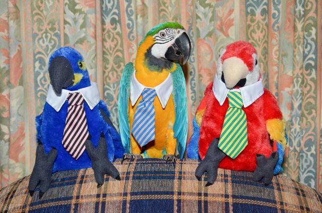 冬季天冷记得添衣,晒一波小动物的百变冬装秀,网友:有创意