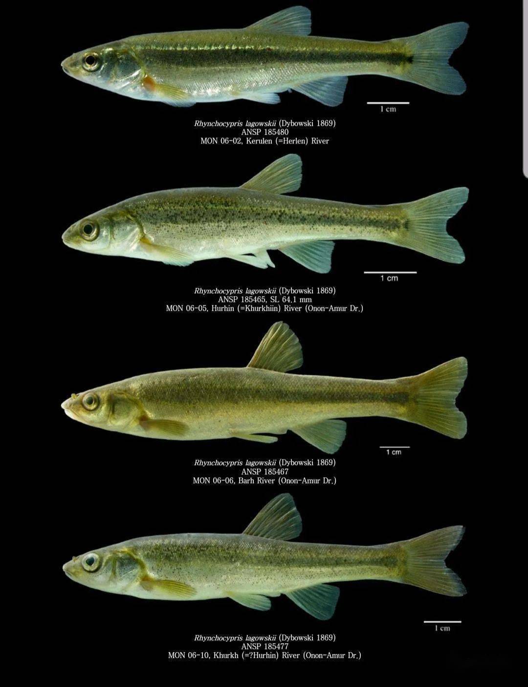 拉氏鱥gui4是什么鱼怎么养好吃吗