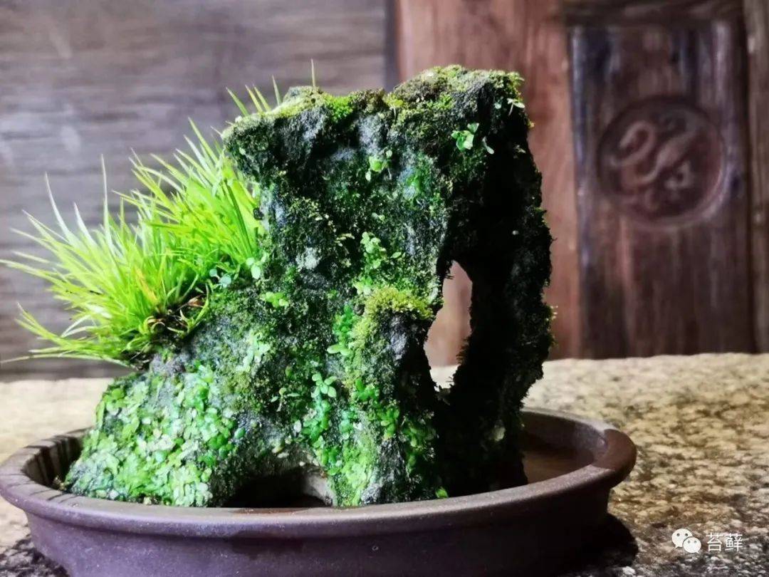 清雅菖蒲贵如君子