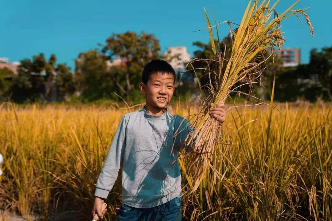 东莞厚街成片稻谷成熟,市民带孩子体验农耕乐