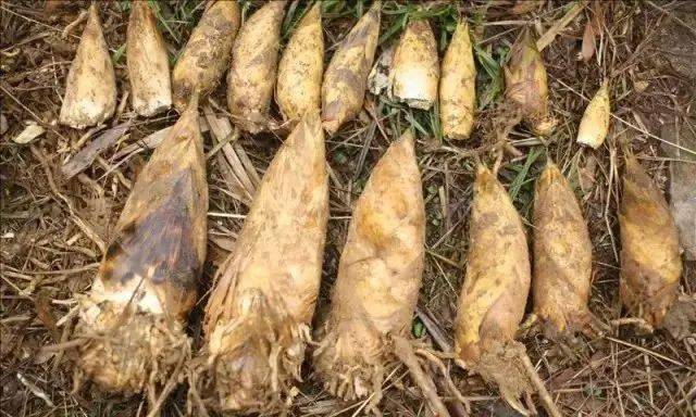 很多人都还不知道!_冬笋