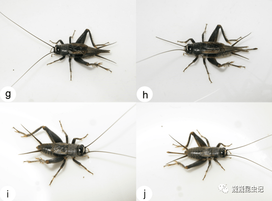 长翅姬蟋图片