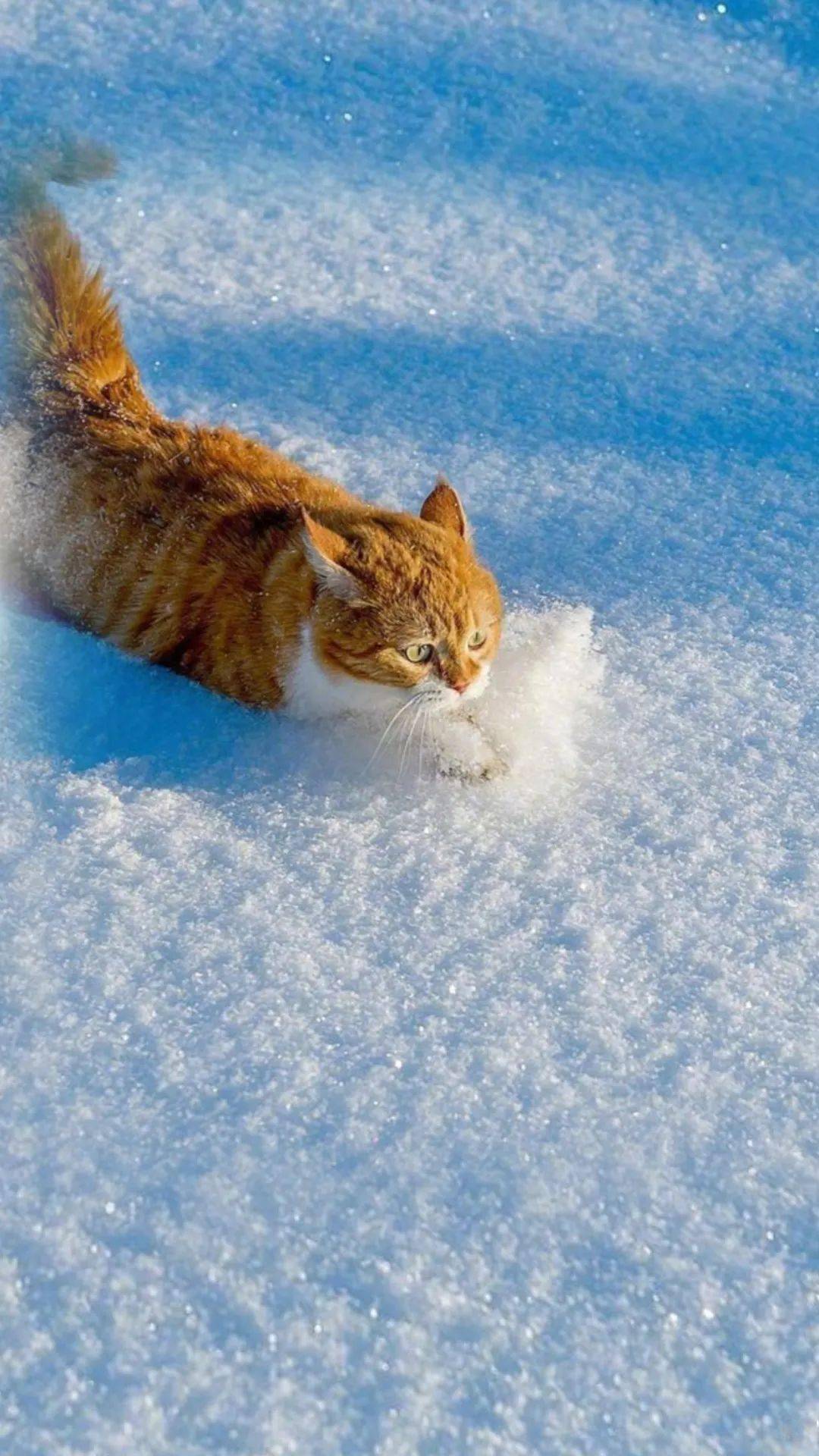 雪和猫咪竟然如此适配