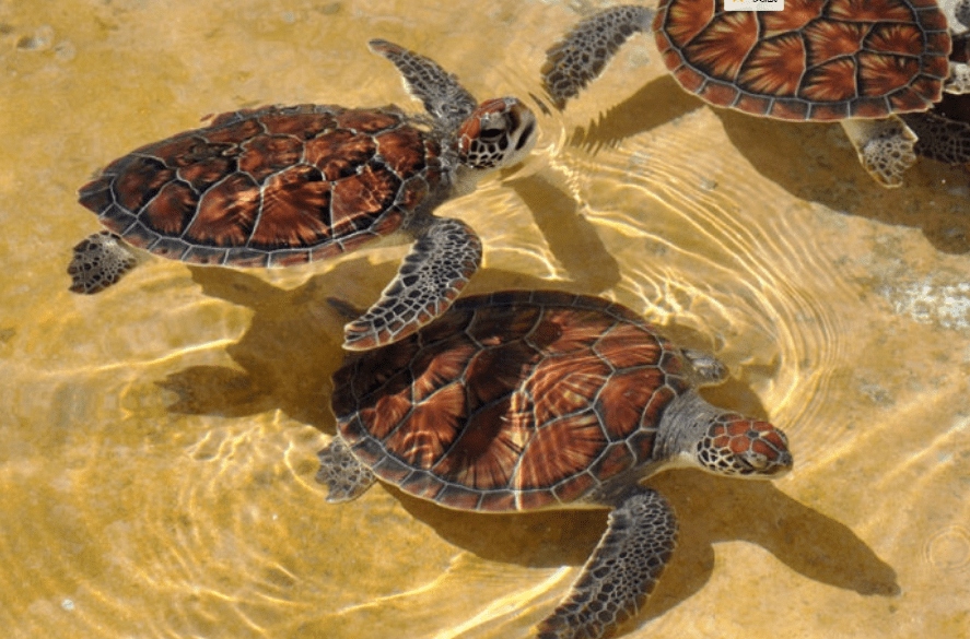 萌龟之美欣赏一波放松你的眼球