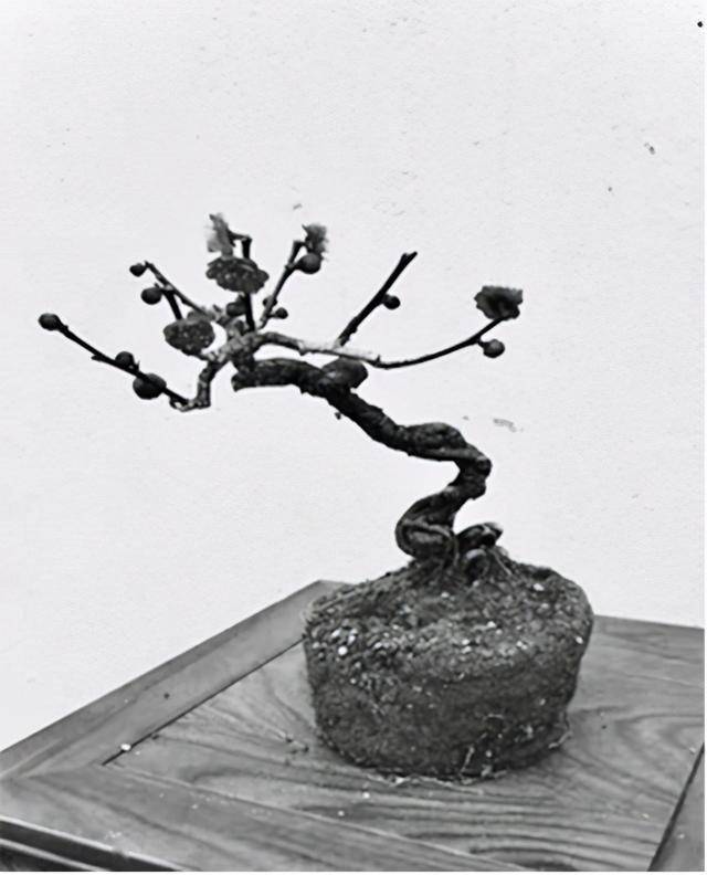 江苏梅花幼树根景造型技术