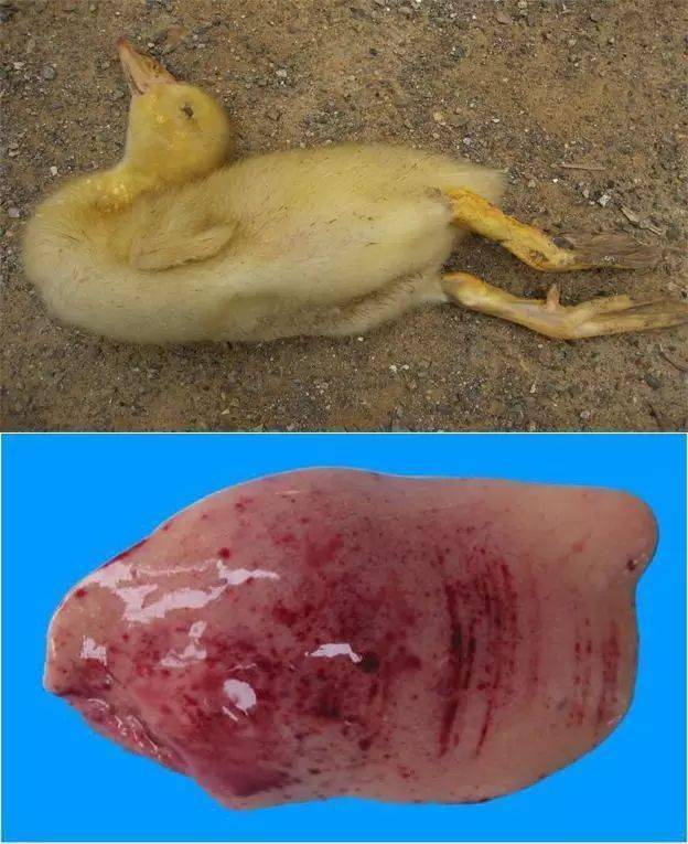 鸭子得了鸭肝病图图片