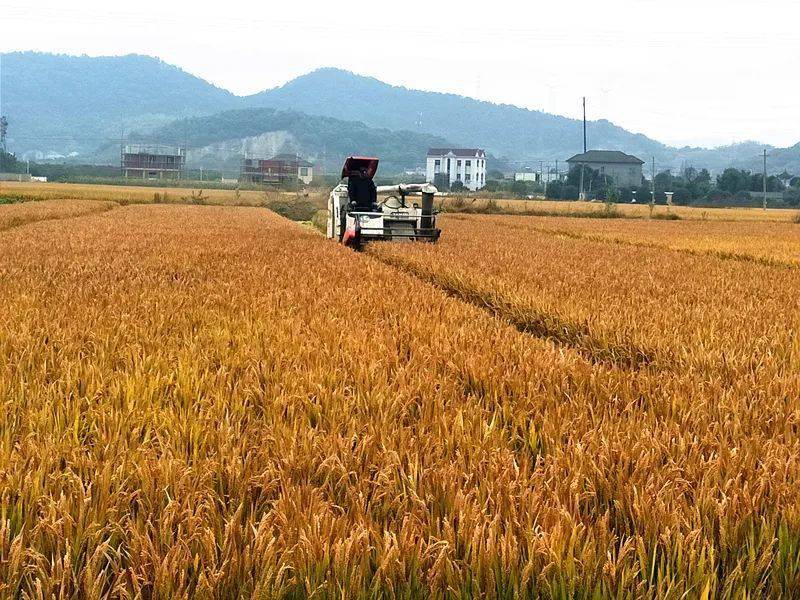 专业合作社王根善申报的125亩"浙粳99"单季常规晚粳稻进行测产验收
