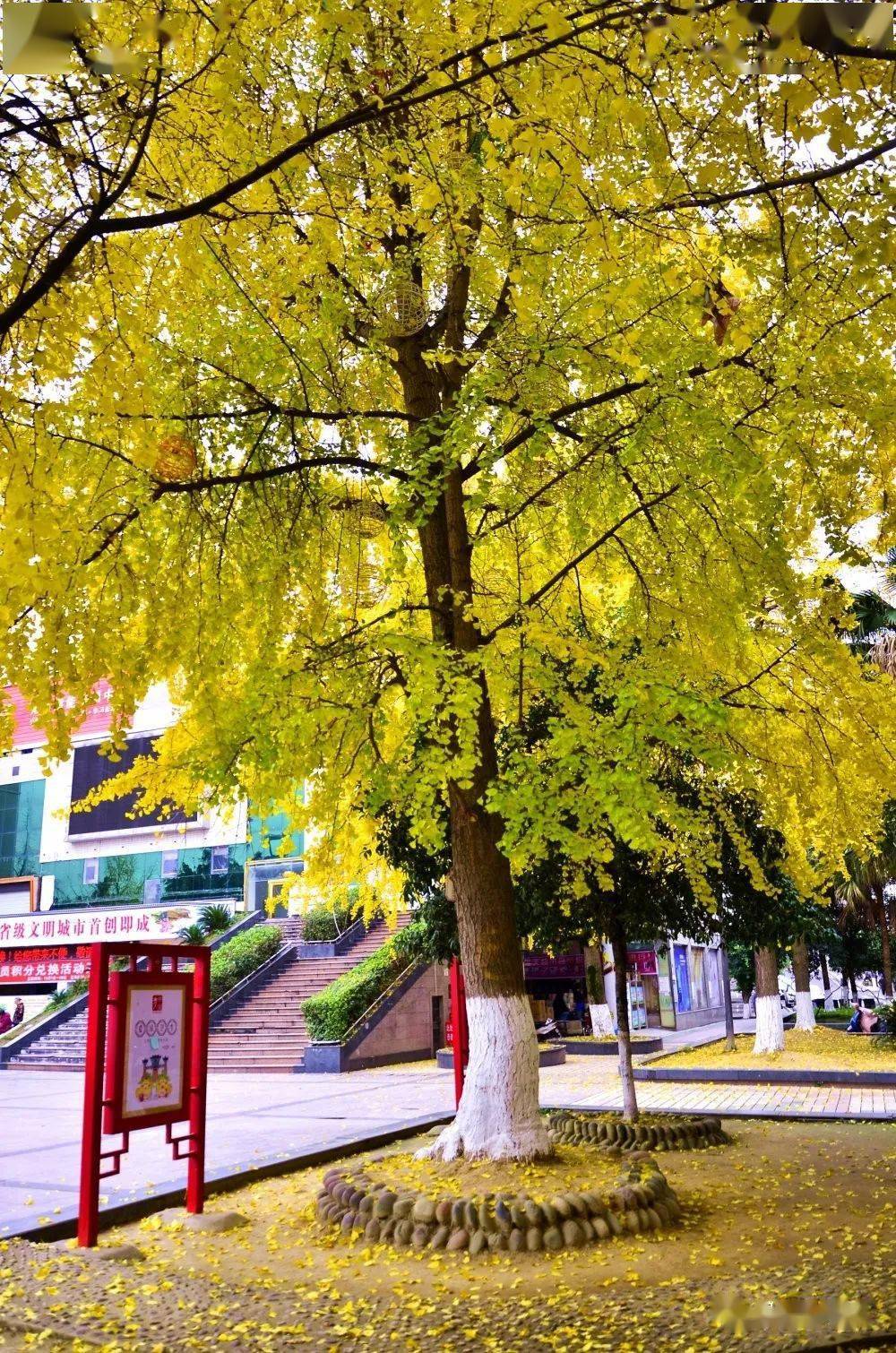 又到一年"扫黄"季,丹棱最"黄"的地方,竟然藏在这几处