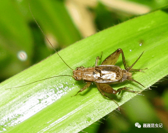 斑翅灰针蟋斑腿双针蟋此外,异针蟋属pteronemobius雄虫后足胫节内侧背