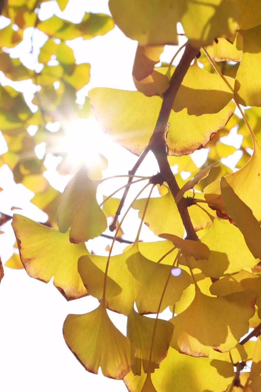 西华的银杏,美滴很!_摄影