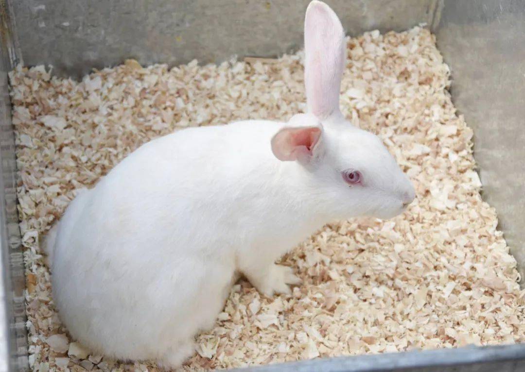 特刊| 神秘一隅——新医实验动物的一生