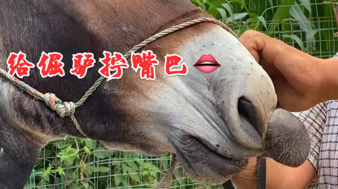倔驴踢人不听话直接上刑拧嘴巴修蹄还踢没办法最后带上耳朵夹