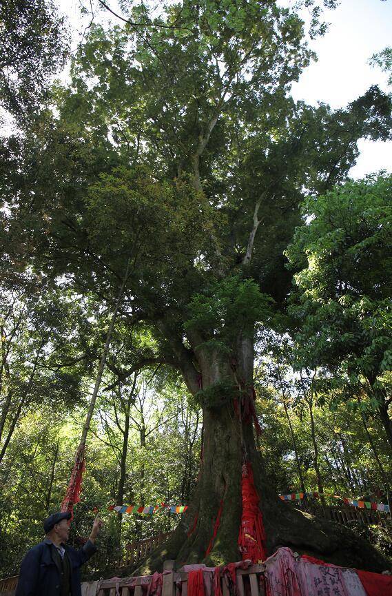 四川十大树王出炉快来一睹它们的风采
