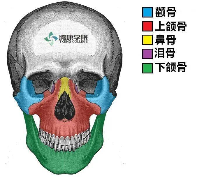 头颅解剖图骨头图片