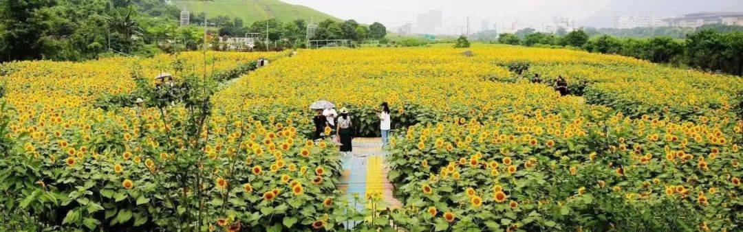 乐清梦想田园)温州市谷雨农业发展有限公司日前谱写生态文明建设新