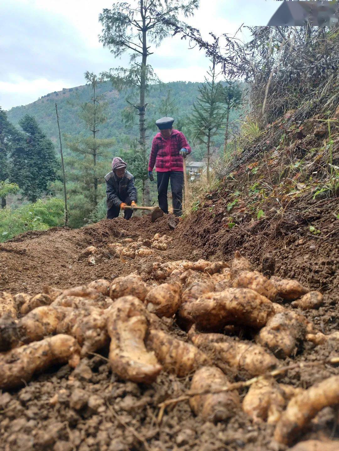 决战决胜脱贫攻坚丨铅锌镇李家村因地制宜抓产业天麻种植促脱贫