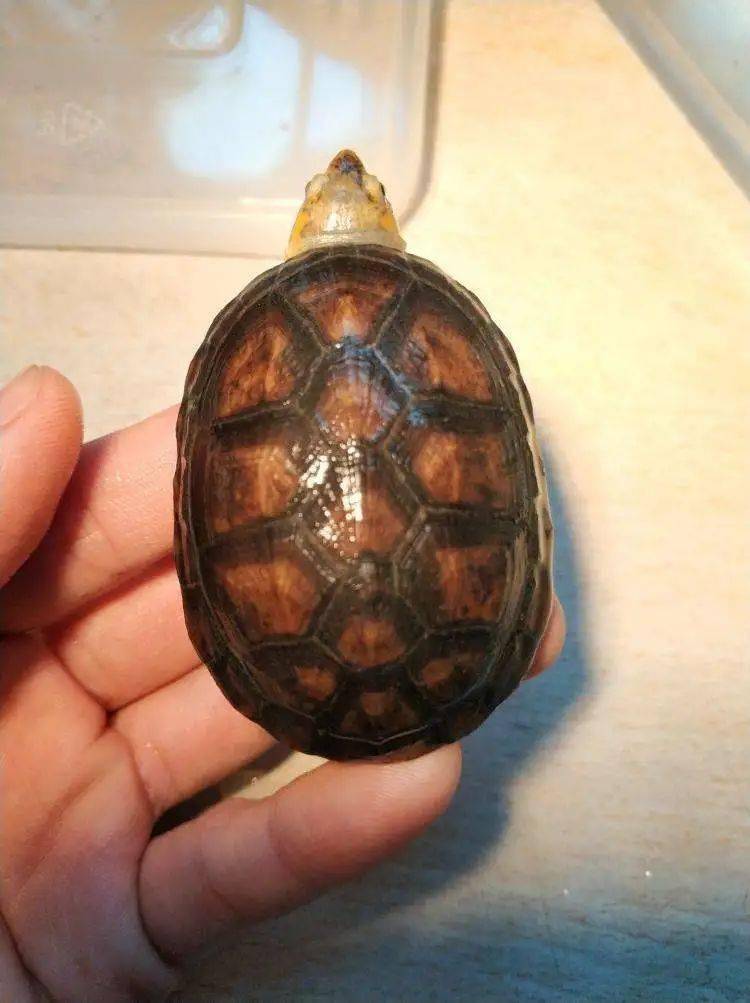 红面蛋龟像红面蛋龟也是可以闭壳的,但它并不属于闭壳龟家族的成员.