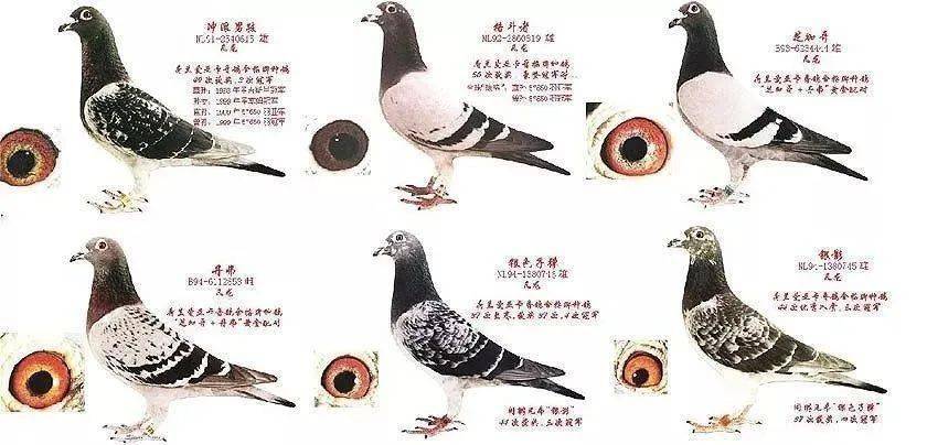 永不过时的凡龙鸽系,一直是鸽友引种的首选对象