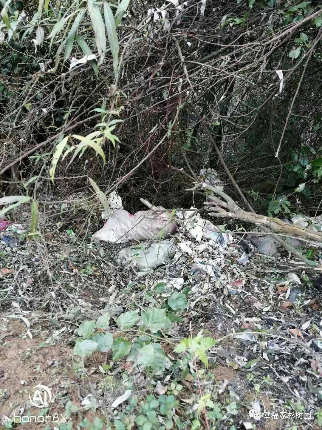 要不得咸丰一村子现100来斤病死猪被人抛尸荒野