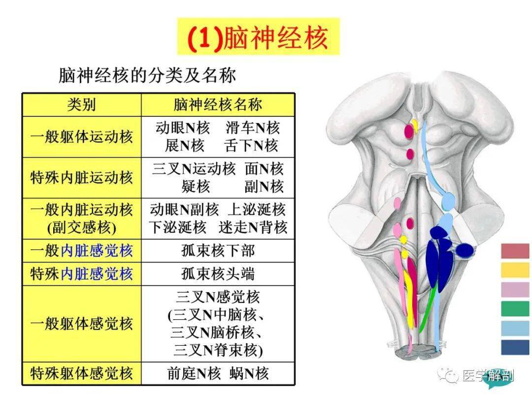 【收藏】脑干内部超详细功能解剖图_胡业