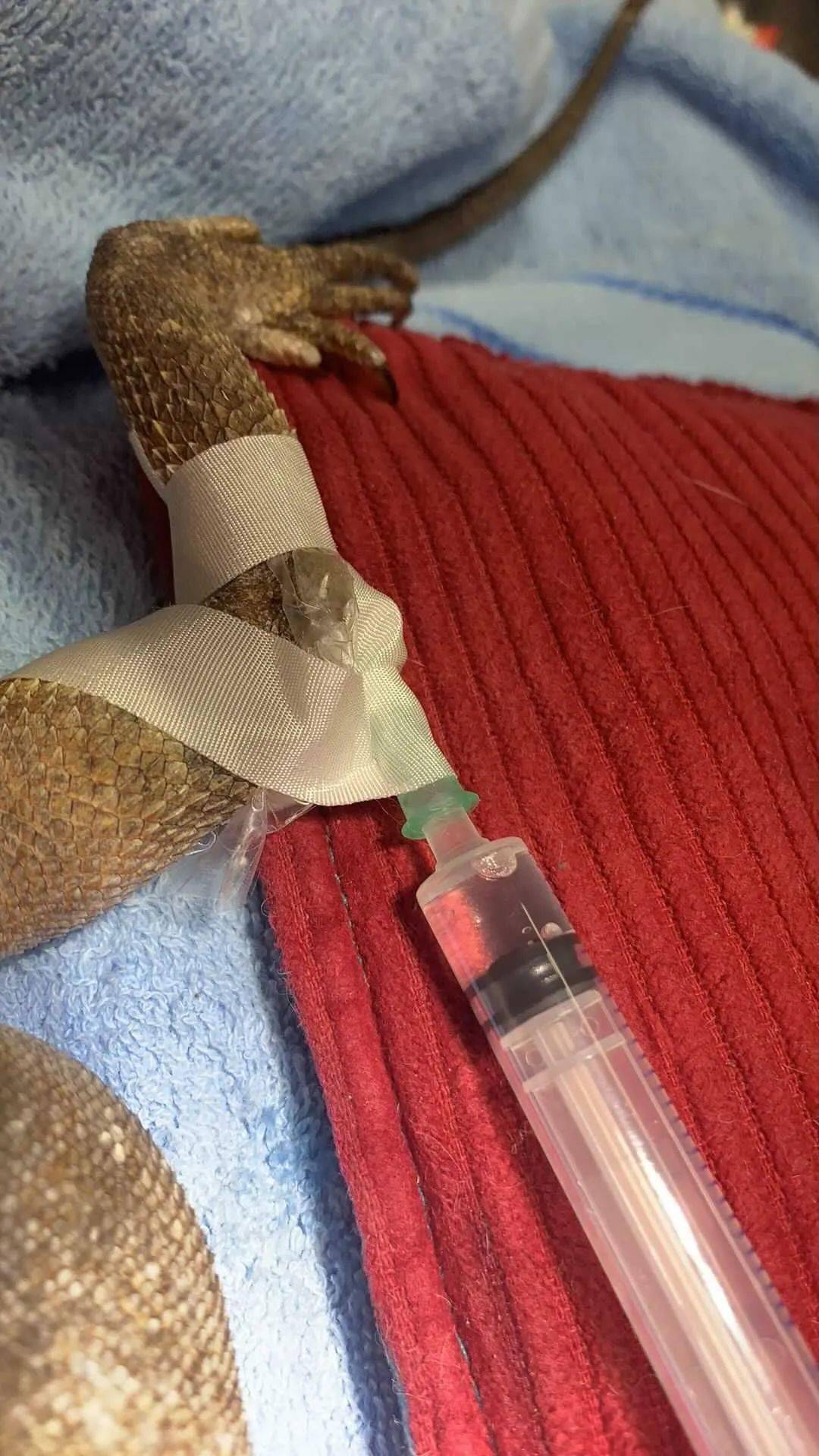 澳洲伞蜥因搬进新家闷闷不乐?宠物医生却发现它的卵巢异常!