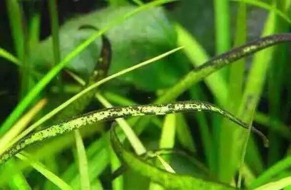 草缸各种常见藻类产生原因及处理办法