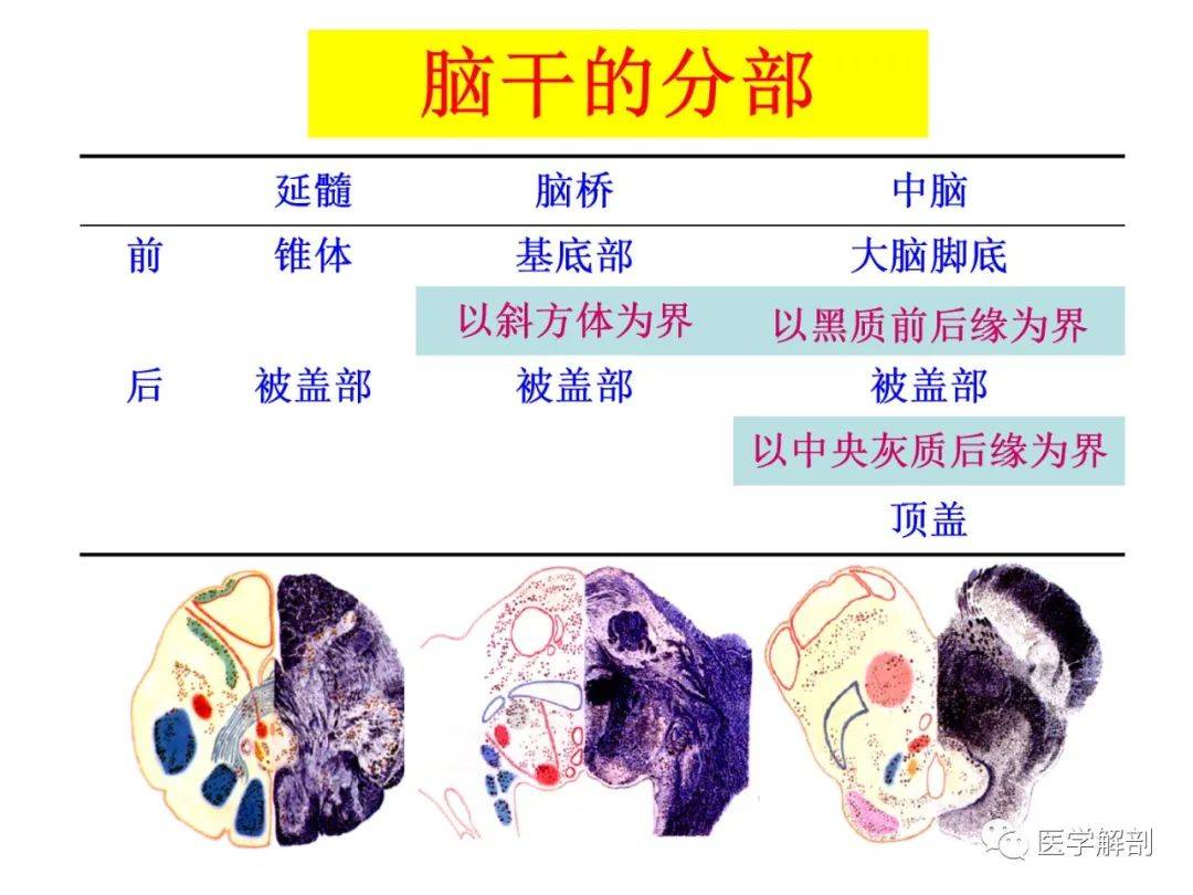 收藏脑干内部超详细功能解剖图
