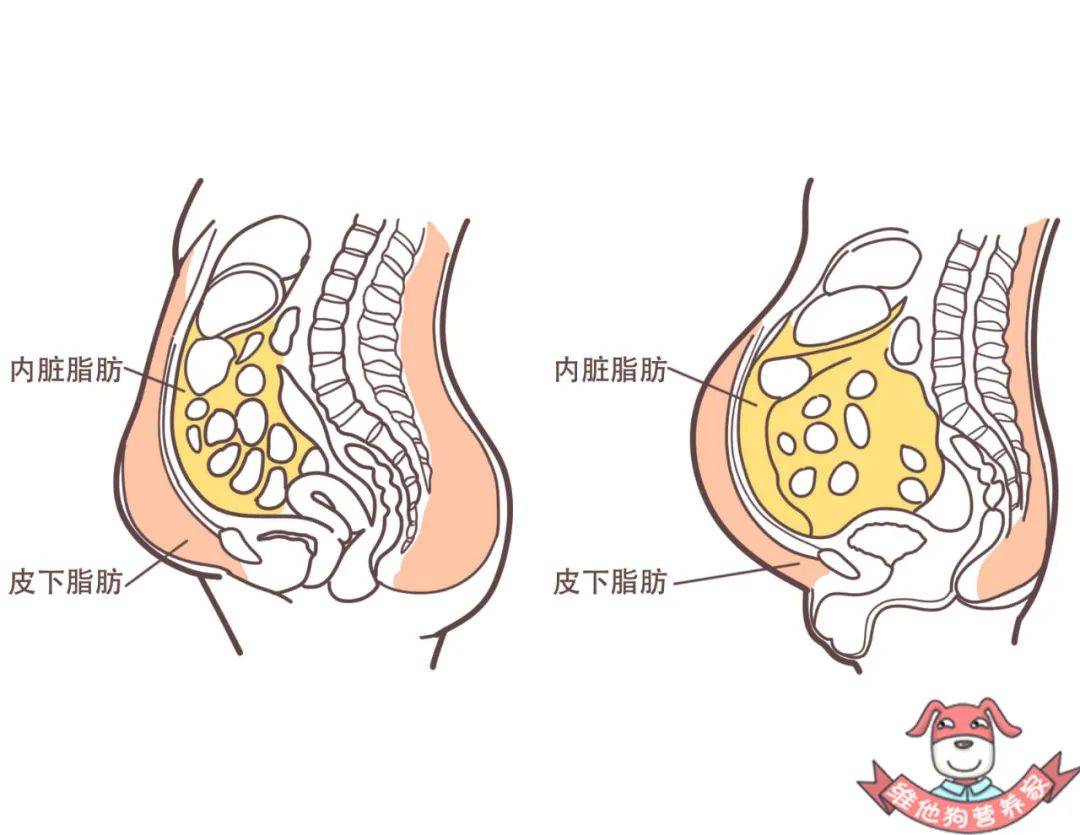 四肢纤细,为何只有肚子胖?