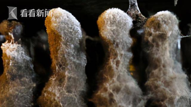 印度新冠康复患者体内现罕见真菌 已导致9人死亡_霉菌病