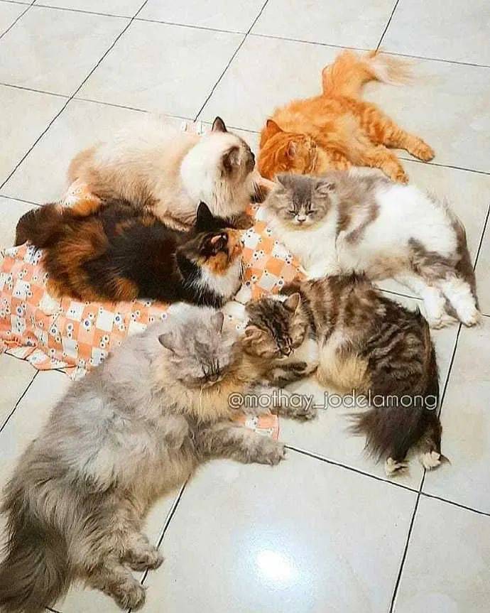 一家猫,最重要的就是和和气气