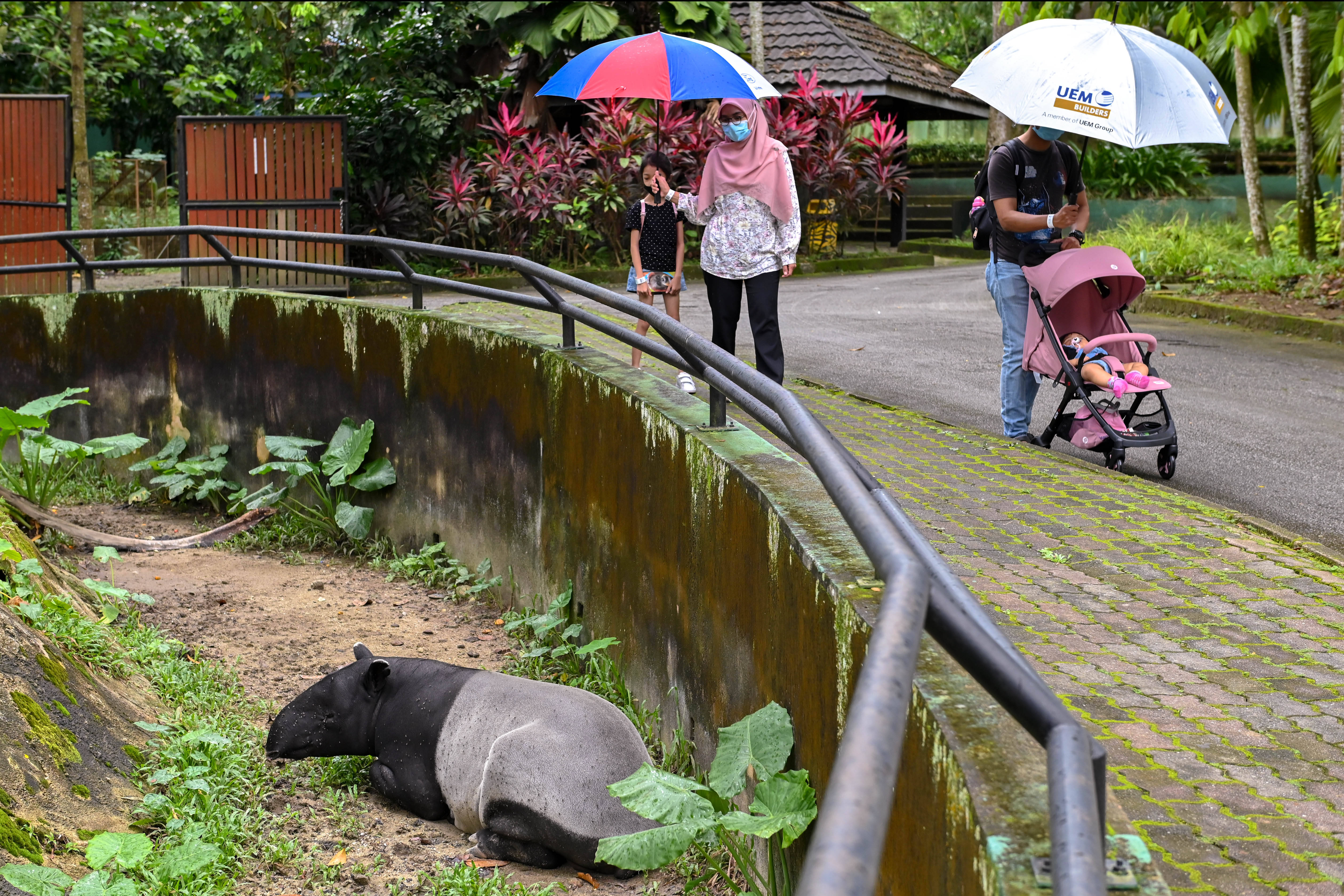 馬來西亞國家動物園重新開放 國際 第6張