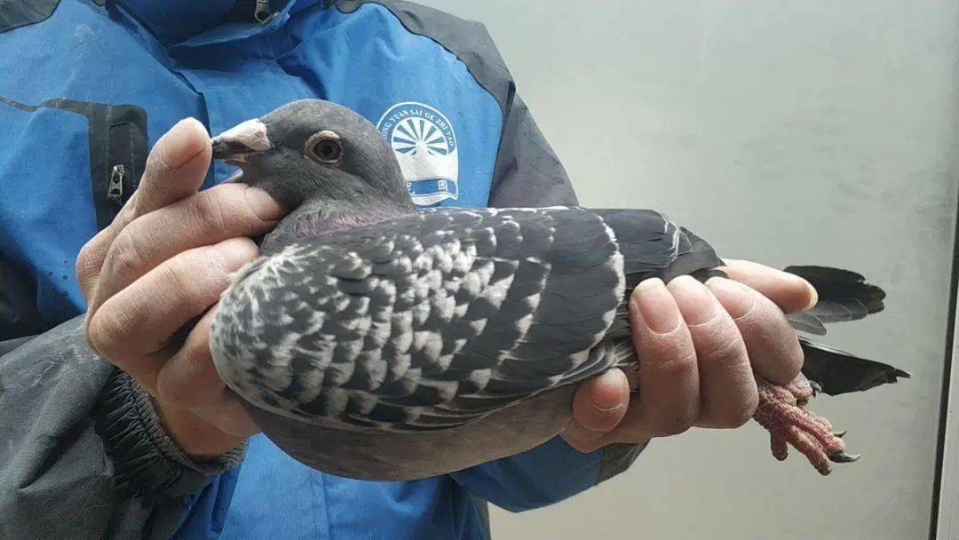 鉴别鸽子血系,这几点就够了!