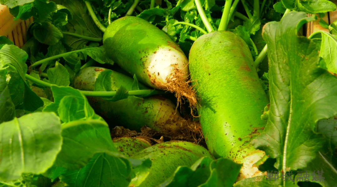 李楼乡吴庄村 村民种植的水晶萝卜