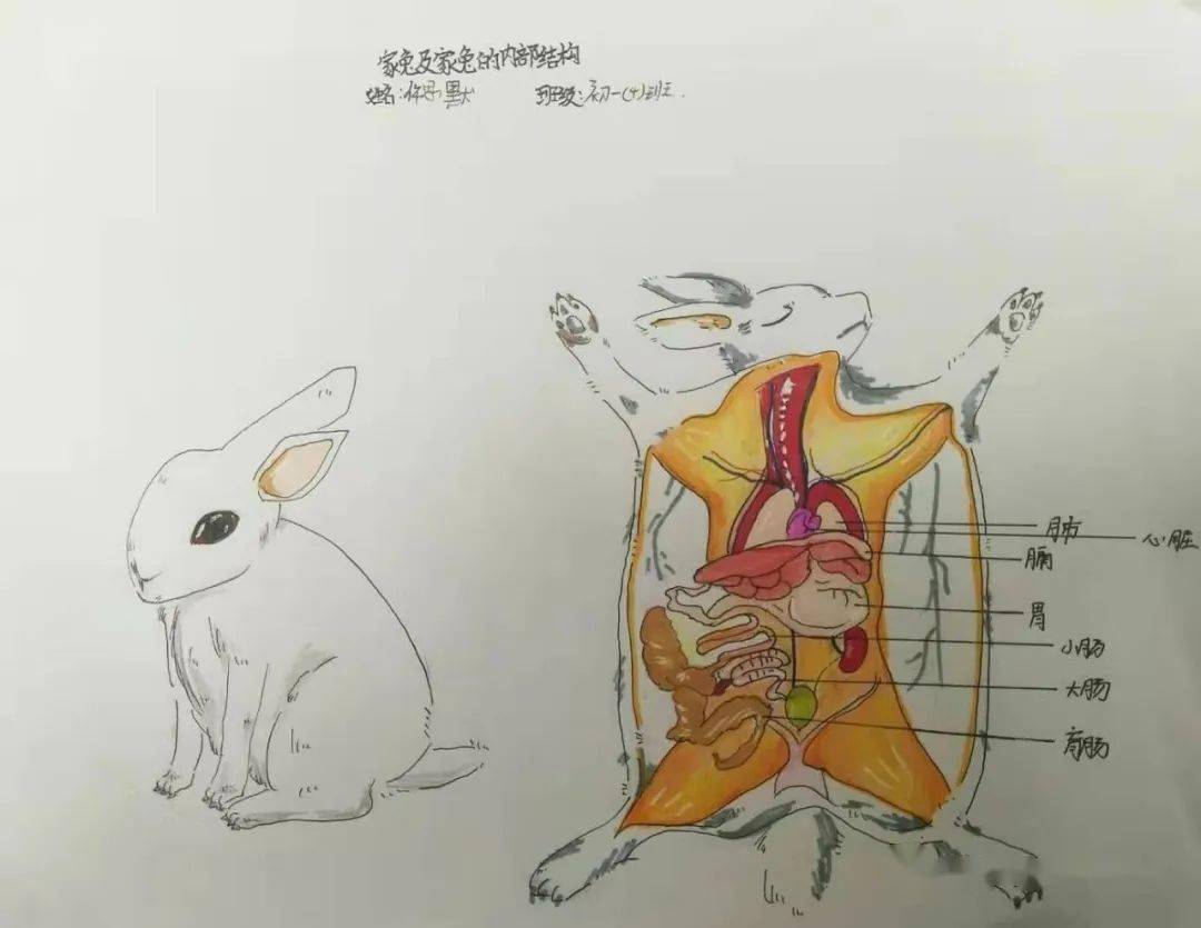 兔子的内部解剖图手绘图片