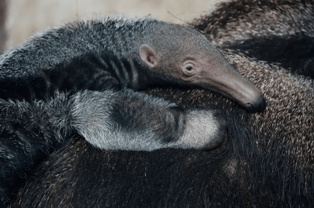 动物界的"丑萌"代表们,你都知道吗?