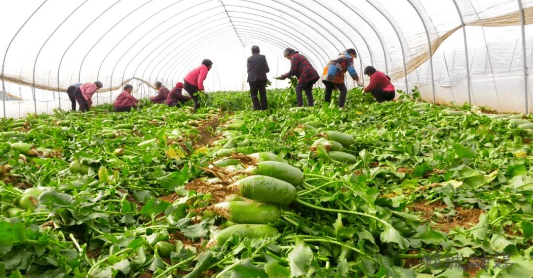 冬闲人不闲 大棚收获忙