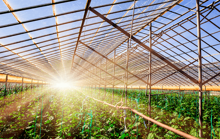 他们在沙特用海水种出了番茄,竟然还这么好吃?_农业
